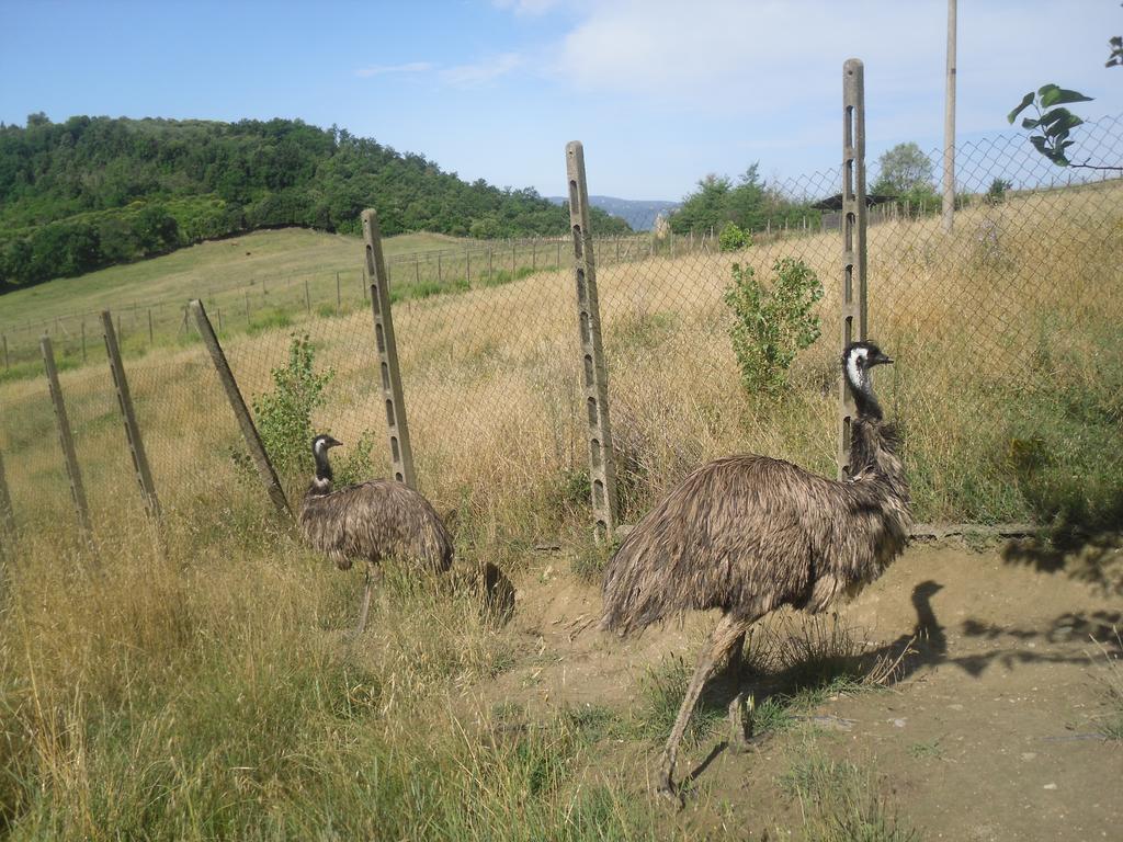 Agriturismo Fattoria Poggio Boalaio Orvieto Ngoại thất bức ảnh